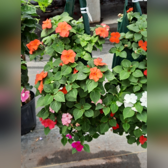 Meet your Posher, Sarah - Picture 4 of 12